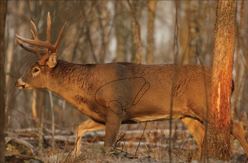 Birchwood Casey Eze-Scorer 23"X35" Whitetail Deer 2 Target