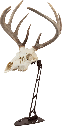 Allen EZ Centerpiece Skull Stand Mount
