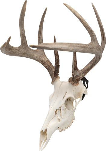 Allen EZ Skull Peg 3-Pack Deer/Antelope Mount