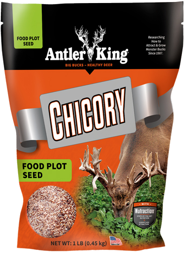 Antler King Chicory 1 Bag Perennial 1/4 Acre
