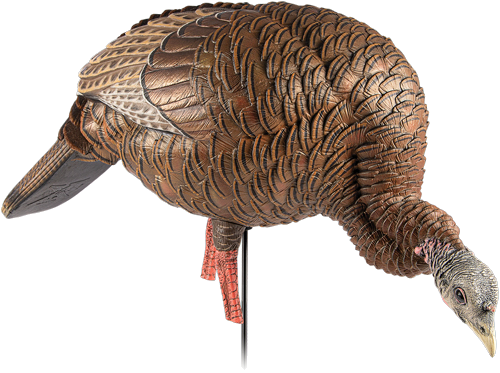 Avian X Hdr Feeding Hen Decoy