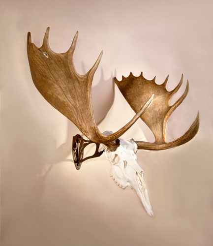 Skull Hooker Big Hooker Robust